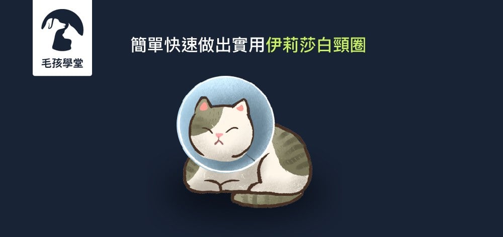 專家教你簡單快速做出實用「伊莉莎白頸圈 」 ，幫助防止貓咪舔舔又咬咬